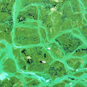 Tout savoir sur les cyanobactéries