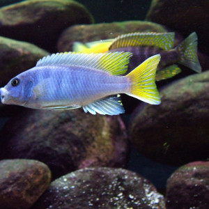 ZZ Pseudotropheus sp "acei"