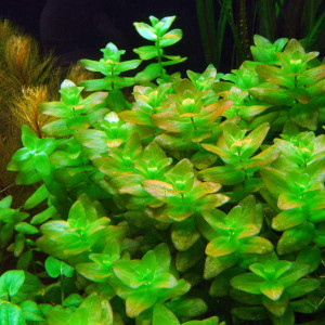 Bacopa caroliniana