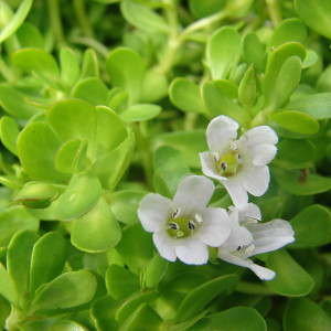 Bacopa monnieri