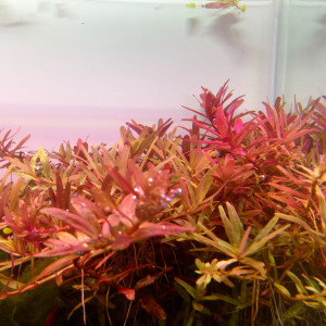 Rotala H'ra