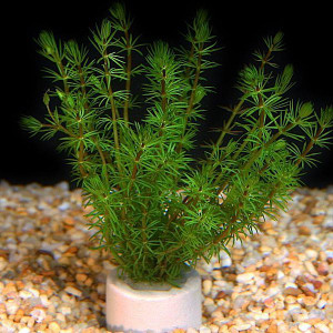 Bacopa myriophylloides