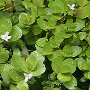 Bacopa rotundifolia