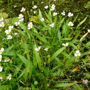 Baldellia ranunculoides