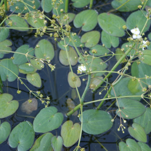 Caldesia parnassifolia