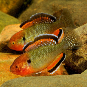 Hypseleotris compressa