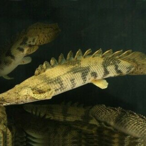 Polypterus endlicherii