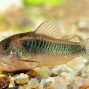 Corydoras schultzei