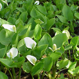 Calla palustris