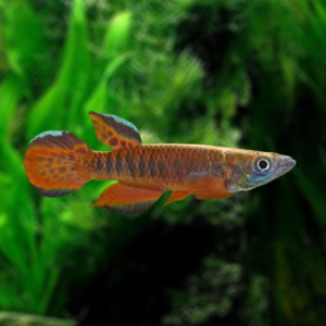 Epiplatys roloffi