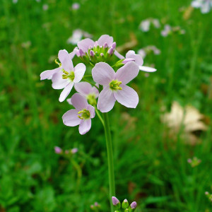 Cardamine pratensis