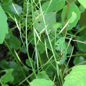 Cardamine rotundifolia