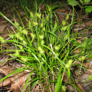 Carex Flava