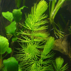 Ceratophyllum submersum