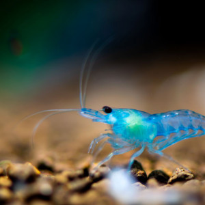 Neocaridina sp. Blue Aura