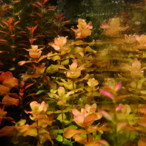 Rotala macrandra 'Mini Caterpillar'