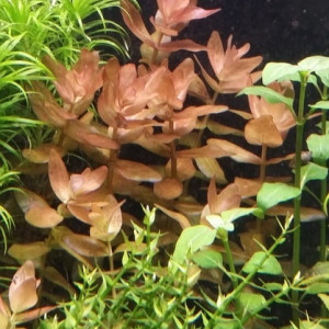 Bacopa colorata