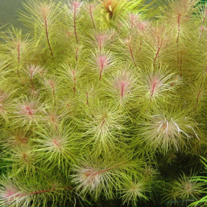 Rotala vietnam