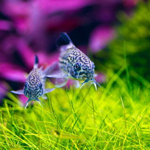 Clin d'oeil sur... les corydoras