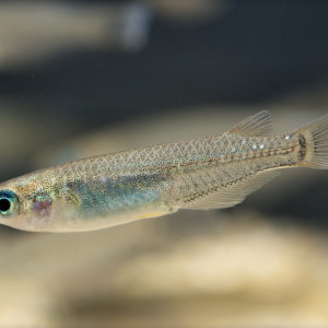 Oryzias latipes