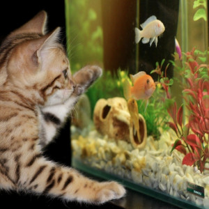 Comment éviter de rater à coup sûr un nouvel aquarium ?