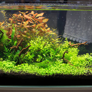 Fertilisation des aquariums plantés