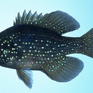 Enneacanthus gloriosus