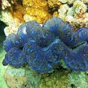 Tridacna