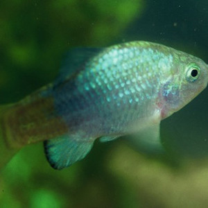 Cyprinodon macularius