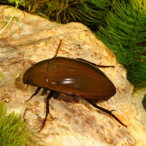 Hydrophilus piceus