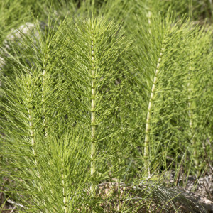 Equisetum palustre