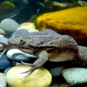 Xenopus laevis