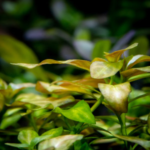 Ludwigia sp. Atlantis