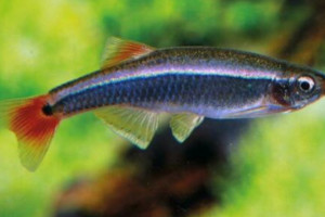 Tanichthys albonubes