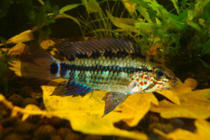 Apistogramma gossei