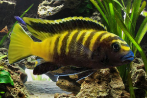 Pseudotropheus Flavus