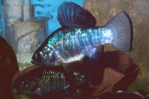 Cyprinodon variegatus