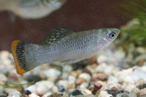 Poecilia mexicana