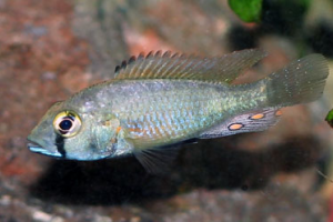 Astatotilapia flaviijosephi