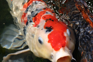 Cyprinus carpio carpio