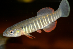 Fundulus zebrinus