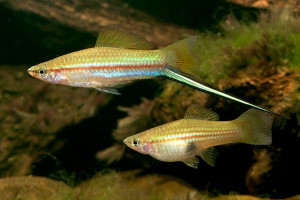 Xiphophorus hellerii