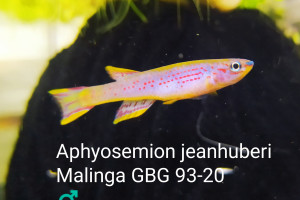 Aphyosemion jeanhuberi