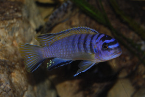 Tropheops Elongatus Boadzulu Kanchedza