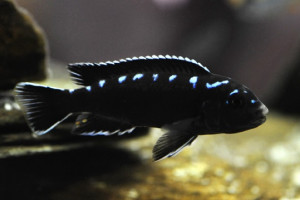 Pseudotropheus Elongatus Neon Spot Haï Reef