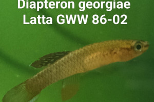 Diapteron georgiae