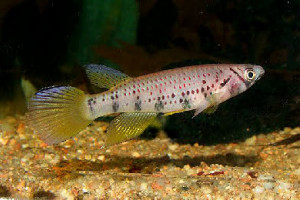 Epiplatys sp.