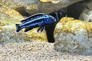 Melanochromis cyaneorhabdos