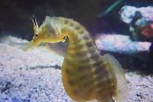 Hippocampus abdominalis