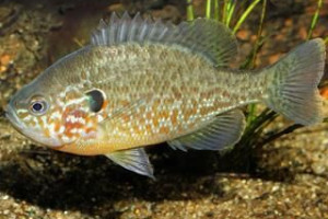 Lepomis gibbosus